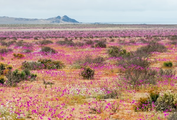Copiapó (CPO)