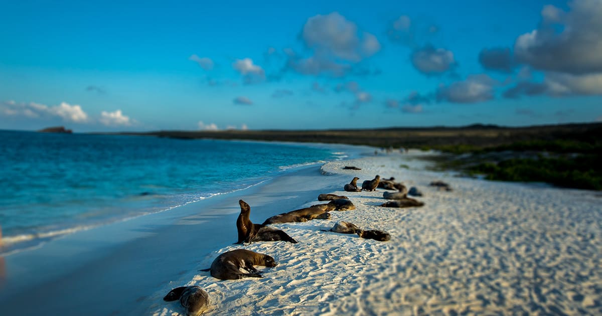 Voos para Baltra Voos para Baltra