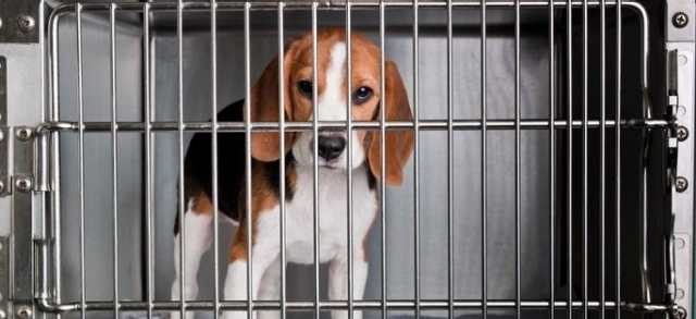 Pets in the cabin | LATAM Airlines
