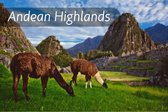 Andean Highlands Llamas grazing on grass with mountains and the Inca city of Machu Picchu in the background