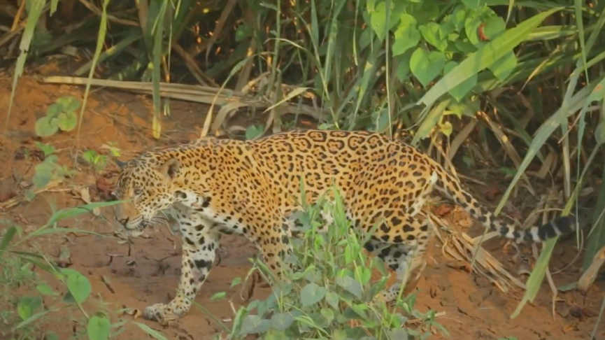 Live Peru to the Fullest | Amazon to Andes Adventure Jaguar in Peru’s Amazon rainforest walking along a riverbank, lush green foliage in the background.