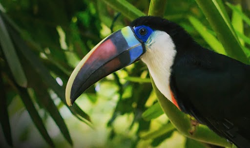 Tucano