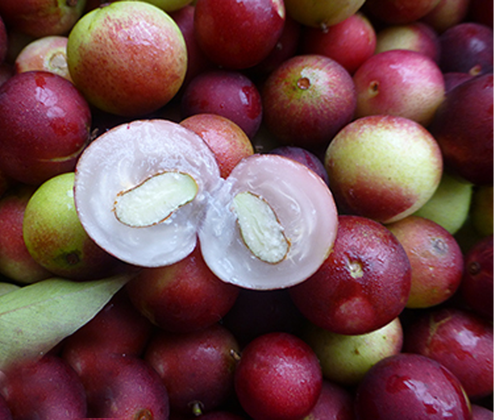 Frutas de la Amazonía que debes probar alguna vez | LATAM Airlines
